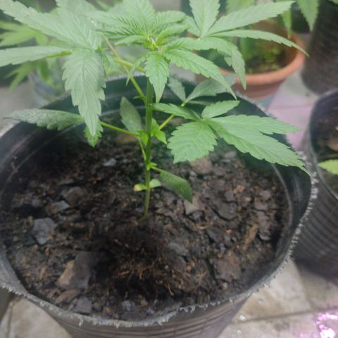 Lemon AK. Chiqui growlog timeline photo