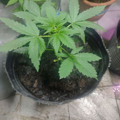 Lemon AK. Chiqui growlog timeline photo