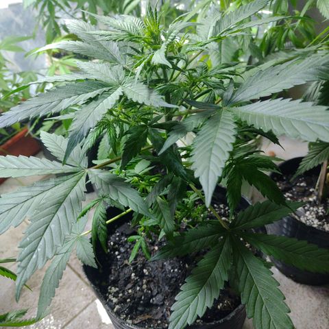 Lemon AK. Chiqui growlog timeline photo