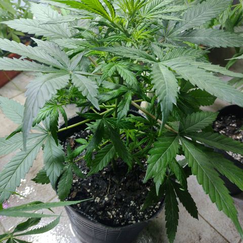Lemon AK. Chiqui growlog timeline photo