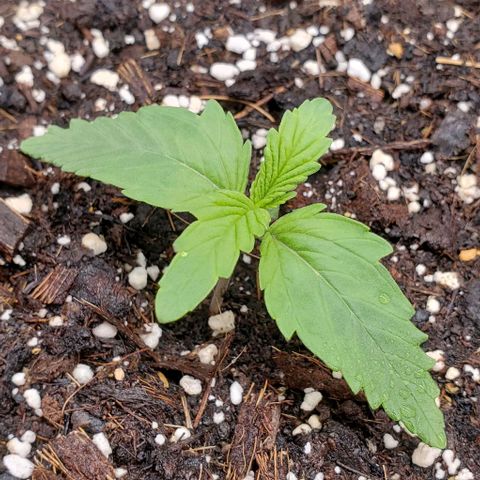 Zkittlez growlog timeline photo