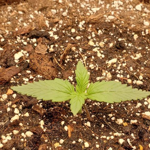 Gorilla Cookies growlog timeline photo