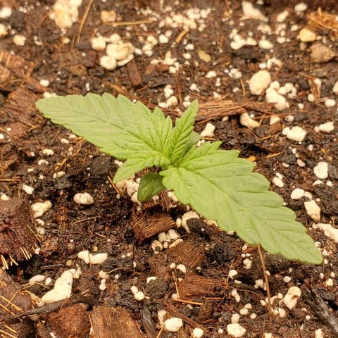 Purple Lemonade growlog timeline photo