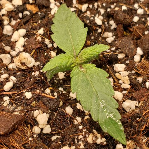 Think Different growlog timeline photo