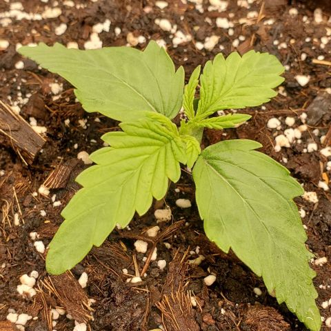 Zkittlez growlog timeline photo