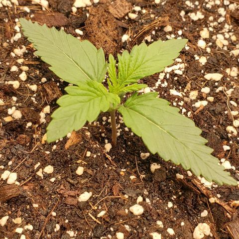 Gorilla Cookies growlog timeline photo