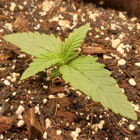 Purple Lemonade growlog timeline photo
