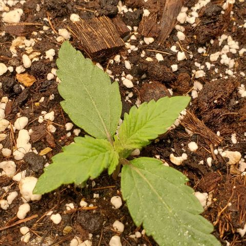 Think Different growlog timeline photo