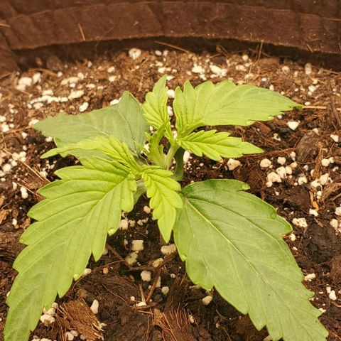 Zkittlez growlog timeline photo