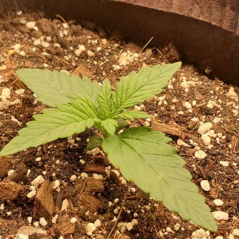 Purple Lemonade growlog timeline photo