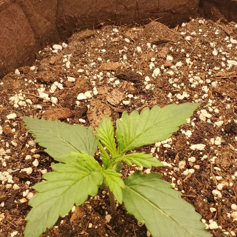 Gorilla Cookies growlog timeline photo