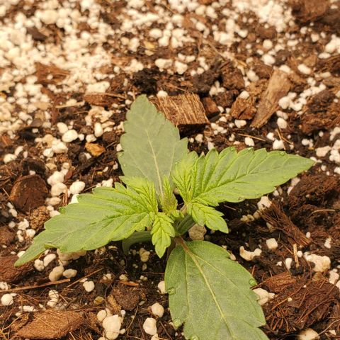 Think Different growlog timeline photo