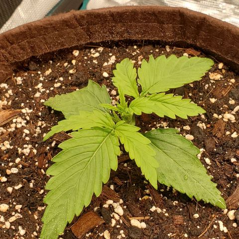 Zkittlez growlog timeline photo