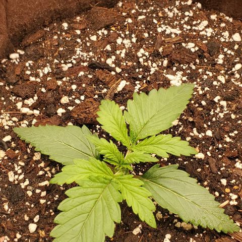 Gorilla Cookies growlog timeline photo