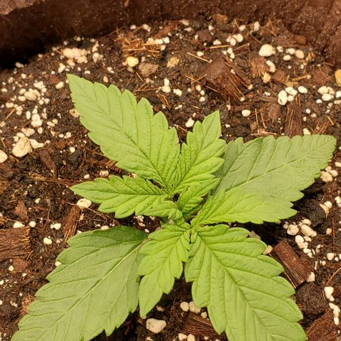 Purple Lemonade growlog timeline photo