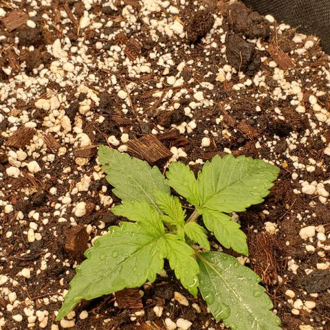 Think Different growlog timeline photo