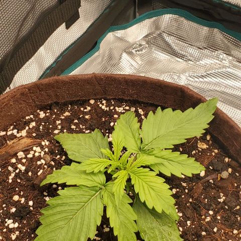 Zkittlez growlog timeline photo