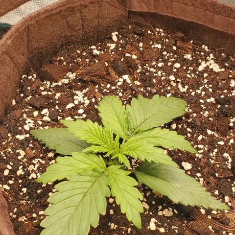 Gorilla Cookies growlog timeline photo