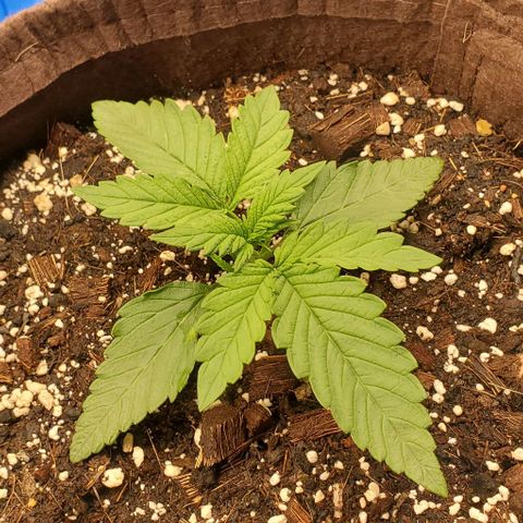 Purple Lemonade growlog timeline photo