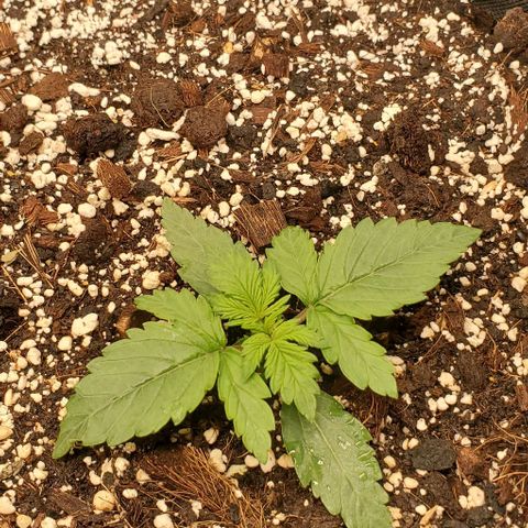 Think Different growlog timeline photo