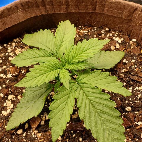 Purple Lemonade growlog timeline photo