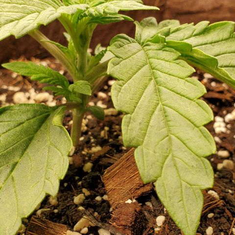 Purple Lemonade growlog timeline photo