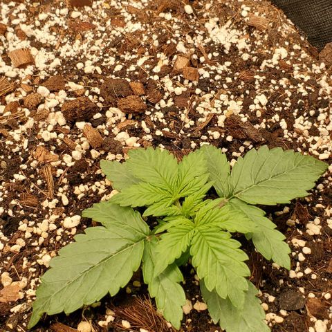 Think Different growlog timeline photo