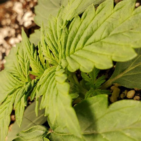 Think Different growlog timeline photo