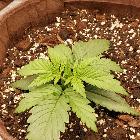 Gorilla Cookies growlog timeline photo