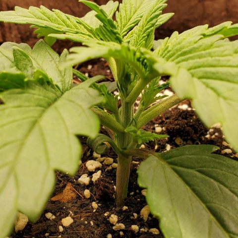 Gorilla Cookies growlog timeline photo