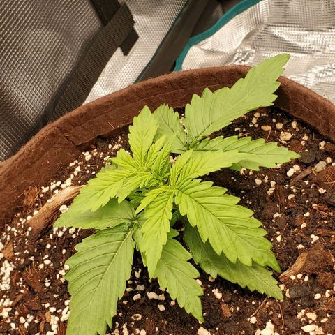 Zkittlez growlog timeline photo
