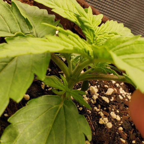 Zkittlez growlog timeline photo
