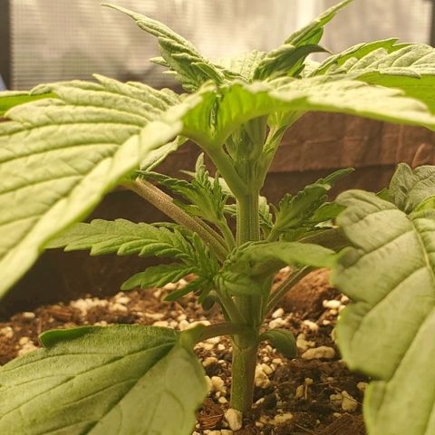 Purple Lemonade growlog timeline photo