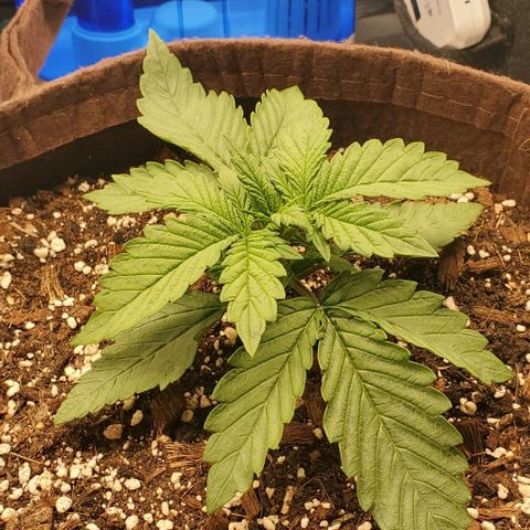 Purple Lemonade growlog timeline photo