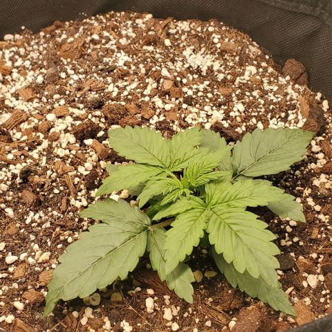 Think Different growlog timeline photo