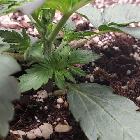 Think Different growlog timeline photo