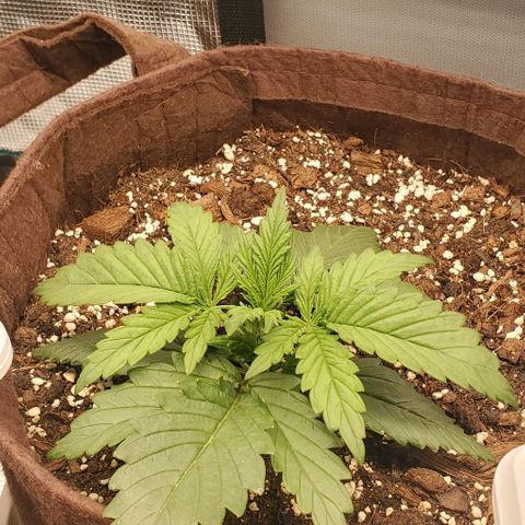 Gorilla Cookies growlog timeline photo