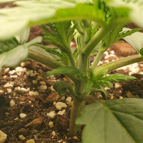 Gorilla Cookies growlog timeline photo