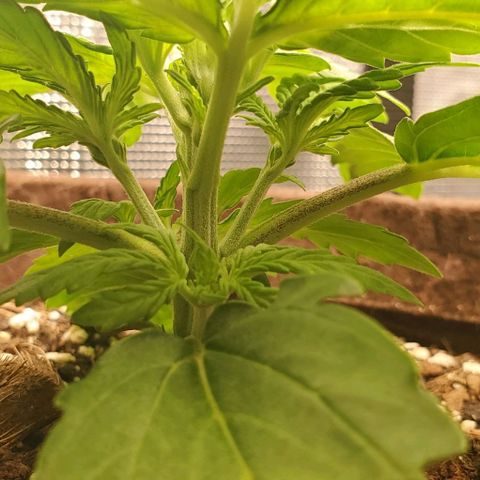 Zkittlez growlog timeline photo