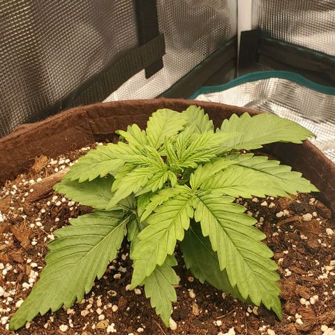 Zkittlez growlog timeline photo