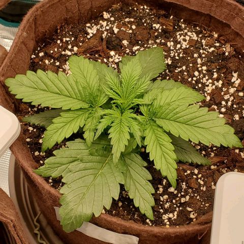 Gorilla Cookies growlog timeline photo