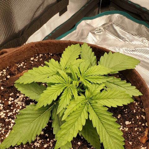 Zkittlez growlog timeline photo