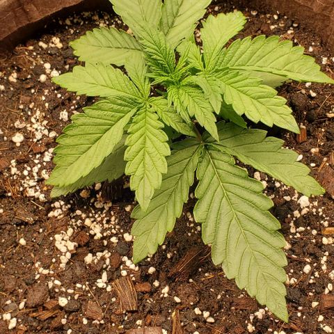Purple Lemonade growlog timeline photo