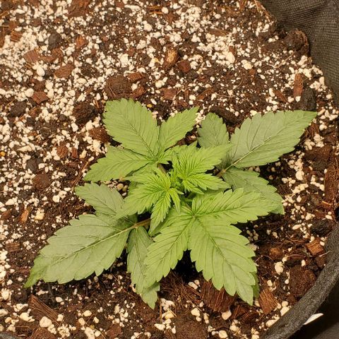 Think Different growlog timeline photo