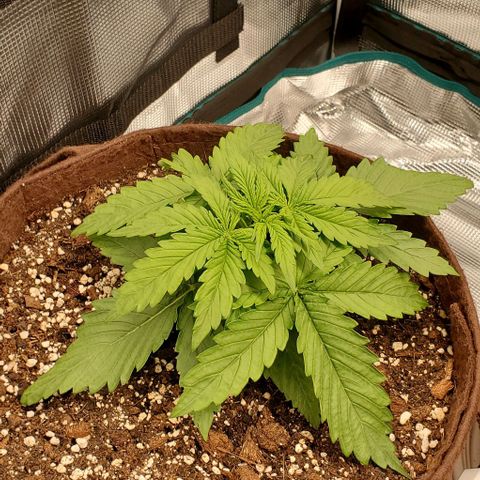 Zkittlez growlog timeline photo