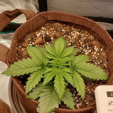 Gorilla Cookies growlog timeline photo