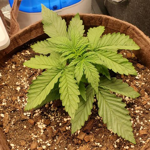 Purple Lemonade growlog timeline photo