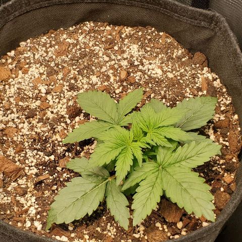 Think Different growlog timeline photo