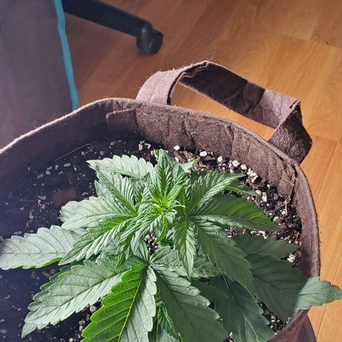 Purple Lemonade growlog photo: Before topping