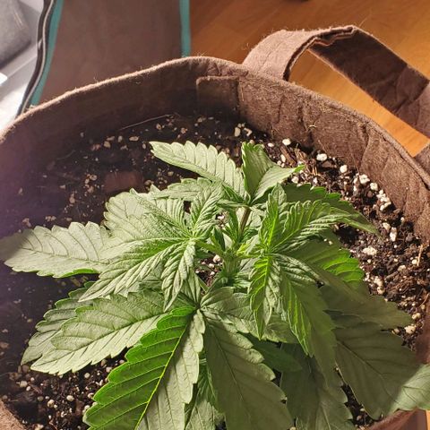 Purple Lemonade growlog photo: After topping